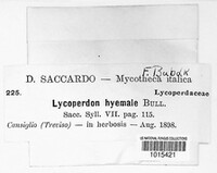 Lycoperdon hyemali image